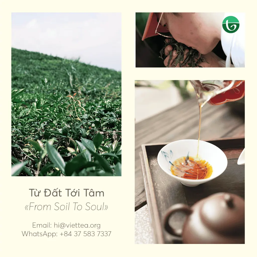 Hong Tra 3.webp